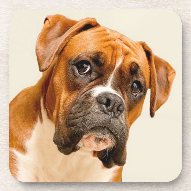 Boxerwelpe auf Elfenbeincremehintergrund Untersetzer (Vorderseite)