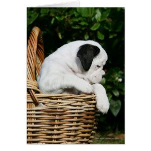 Boxerwelpen im Korb