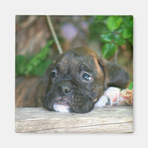 Boxerwelpenmagnet Magnet