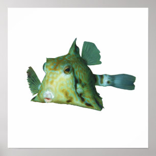 Boxfish - Abstraktes Design - Aus einem Foto schne Poster