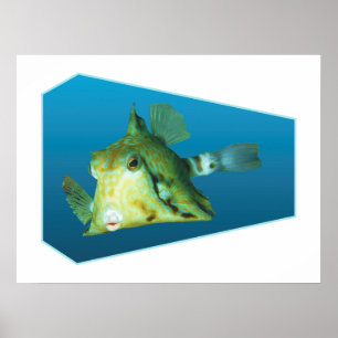 Boxfish - Designgradientenblauer Hintergrund Poster