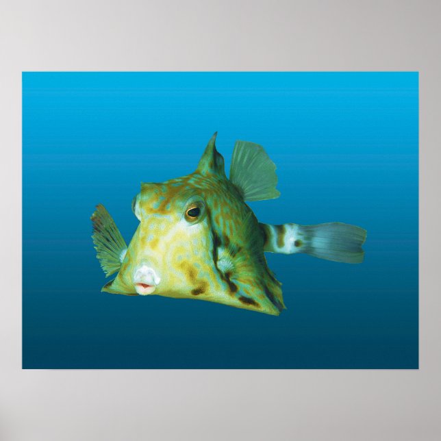 Boxfish Nah-up! Gradient-blauer Hintergrund | Poster (Vorne)