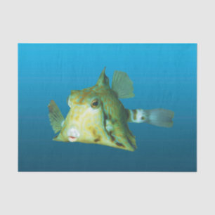 Boxfish Nah-up! Gradient-blauer Hintergrund   Seidenpapier