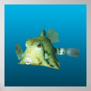 Boxfish Nahaufnahme! Farbverlauf blauer Hintergrun Poster