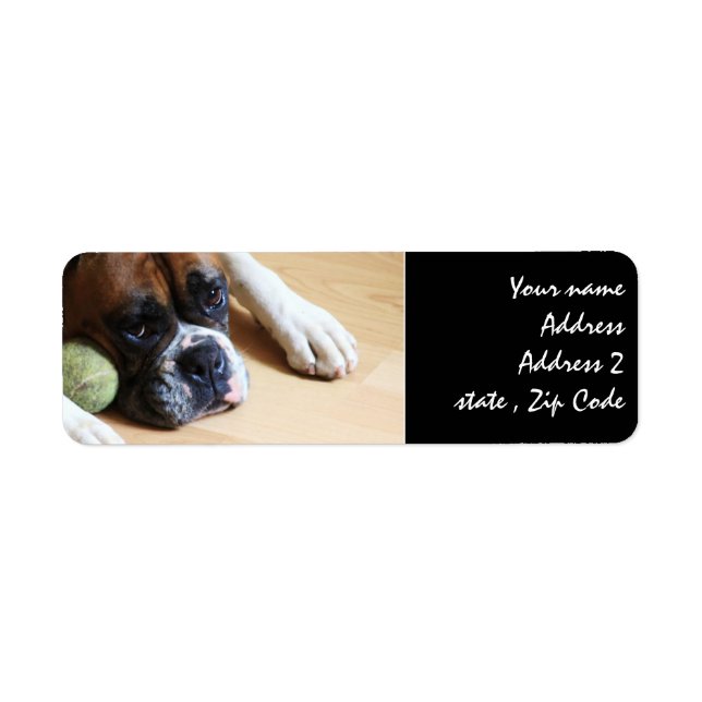 Boxhund (Vorne)