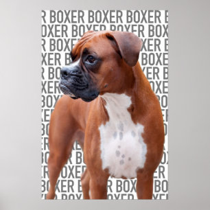 Boxhund Poster