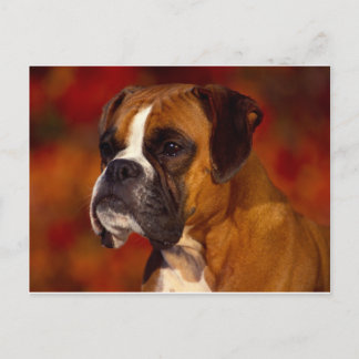 Boxhund Postkarte
