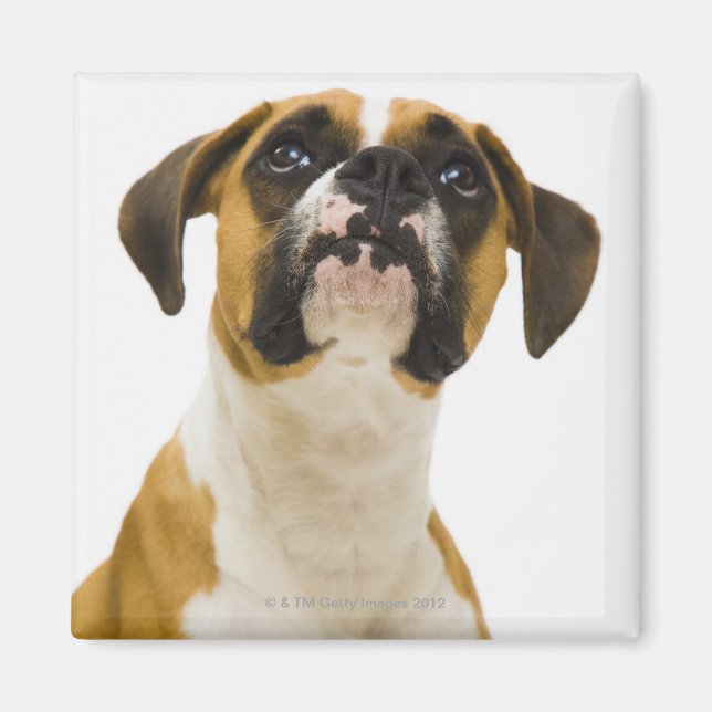 Boxhund sucht nach magnet (Vorne)