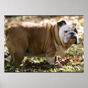 Boy Named Sue Poster