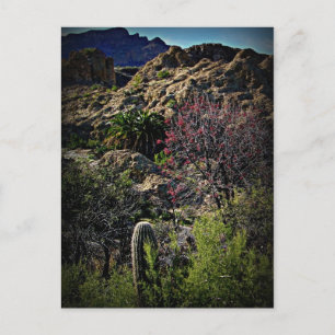 Boyce Thompson Arboretum Postkarte