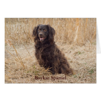 Boykin Spanel Card