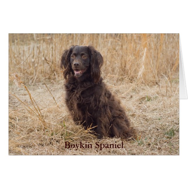 Boykin Spanel Card (Vorderseite (Horizontal))