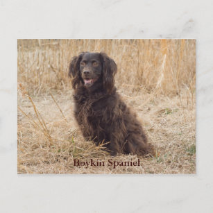 Boykin Spanel Post Card Postkarte