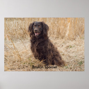 Boykin Spanel Poster
