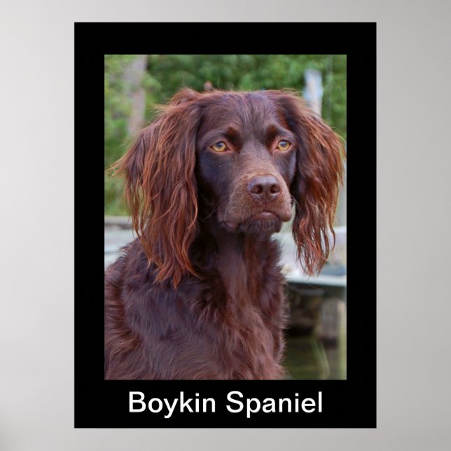 Boykin Spanel Poster (Vorne)