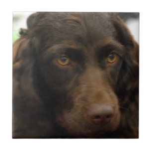 Boykin Spaniel-Fliese Fliese