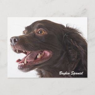 Boykin Spaniel Foto Post Card Postkarte
