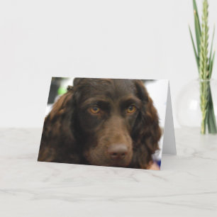 Boykin Spaniel-Gruß-Karten Karte