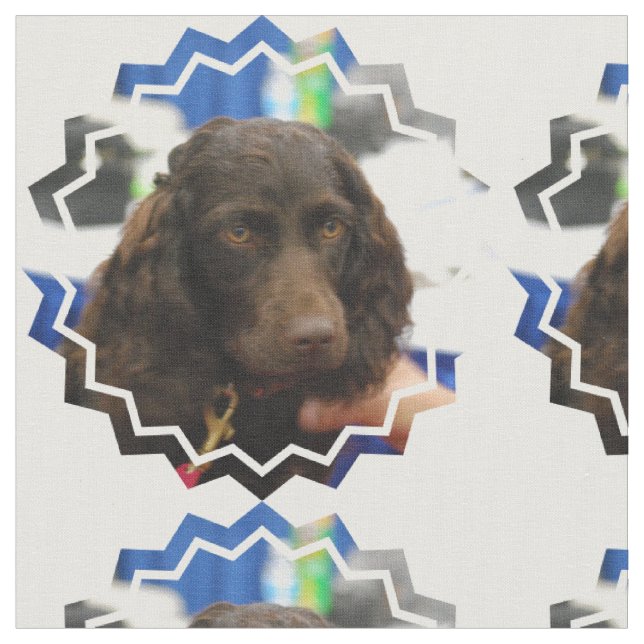 Boykin Spaniel Stoff (Nahaufnahme)