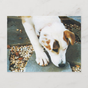 BQ - Niedlicher Mix-Hund Postkarte