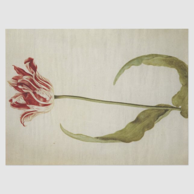 Brabantson Tulip von Judith Leyster Seidenpapier (Vorderseite)