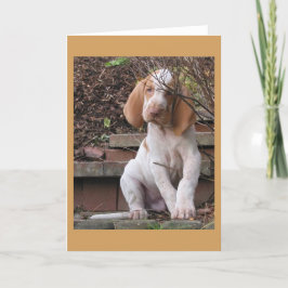 Bracco Italiano Grußkarte Karte