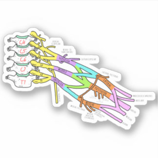 Brachial Plexus Aufkleber