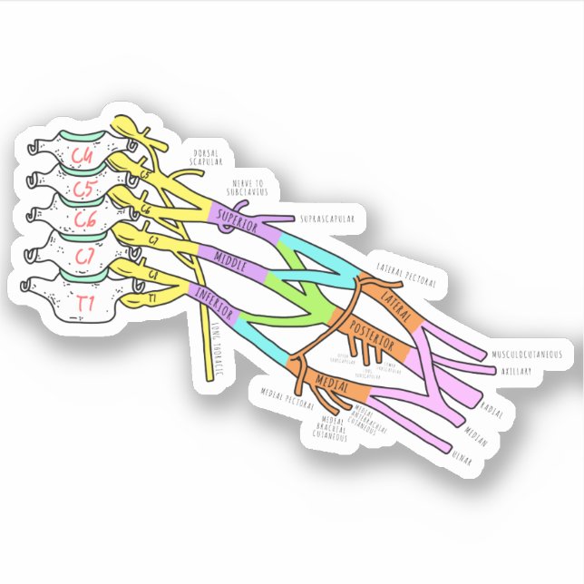 Brachial Plexus Aufkleber (Vorderseite)
