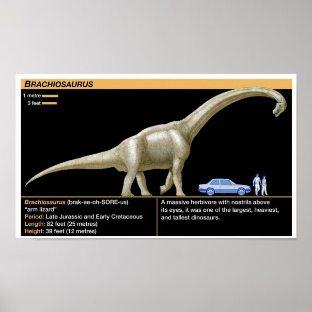 Brachiosaurus - Biologie Jura Poster (Vorne)