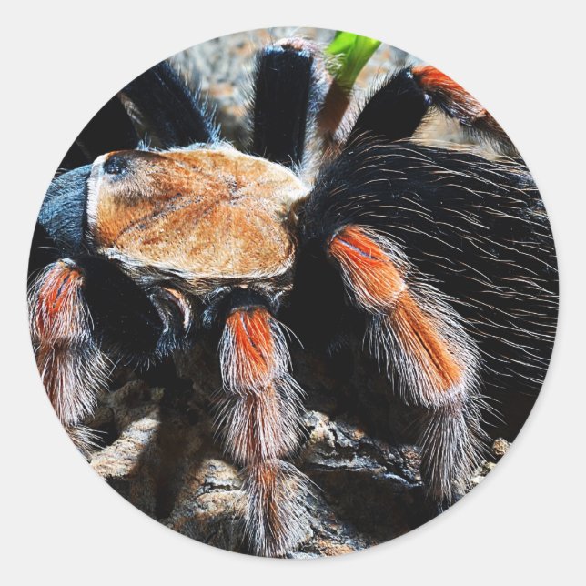 Brachypelma boehmei runder aufkleber (Vorderseite)