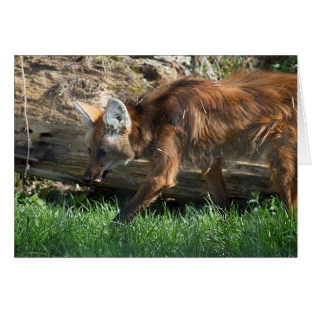 Brachyurus (Vorderseite (Horizontal))