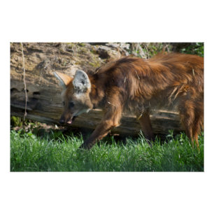 Brachyurus Poster