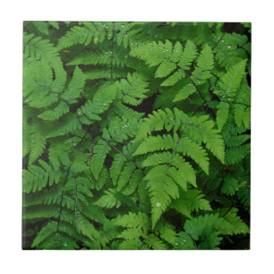 Bracken Farn mit Regentropfen, Washington Staat Fliese