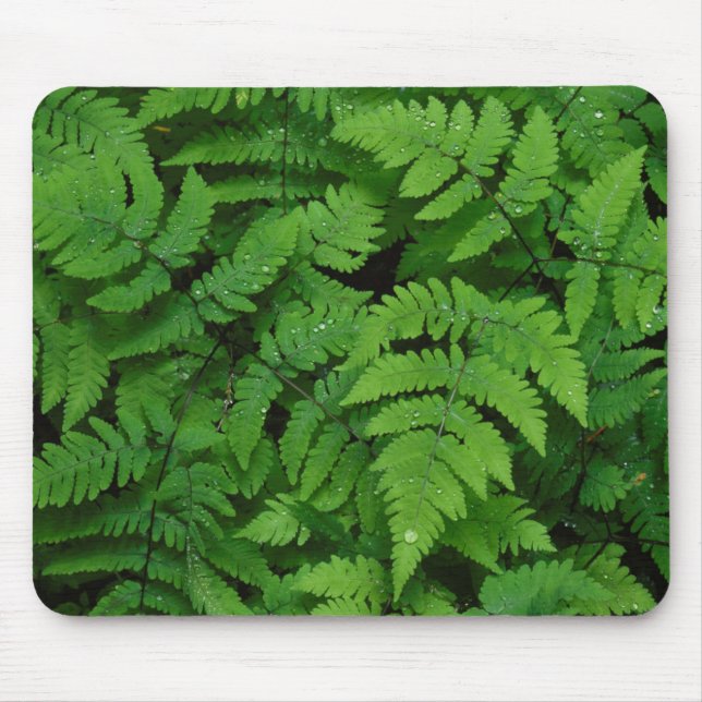 Bracken Farn mit Regentropfen, Washington Staat Mousepad (Vorne)