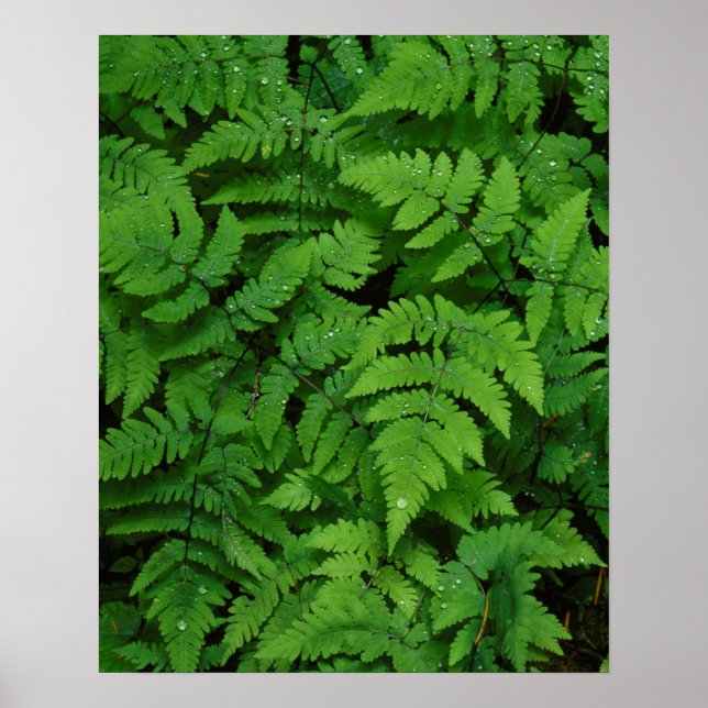 Bracken Farn mit Regentropfen, Washingtoner Staat Poster (Vorne)