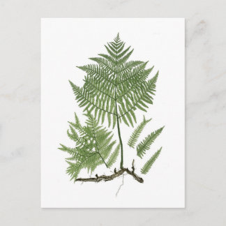 Bracken Postkarte