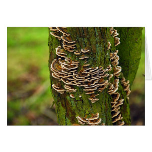 Bracket Funghi