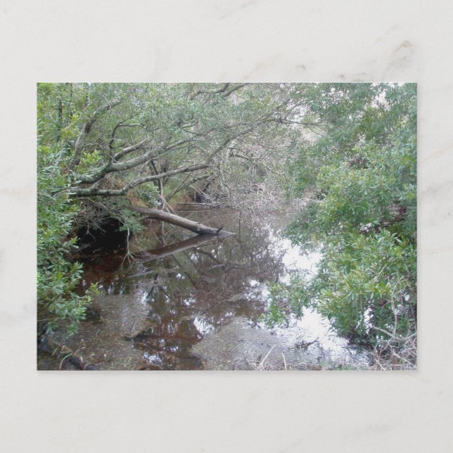 Brackish Wetland Buxton OBX Postkarte (Vorderseite)