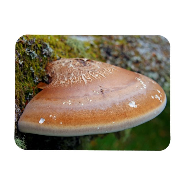 Brackpilz Magnet (Horizontal)