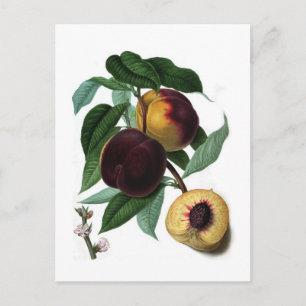 Braddick's Amerikanischer Pfirsich Postkarte
