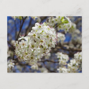 Bradford-Birnblüten Postkarte