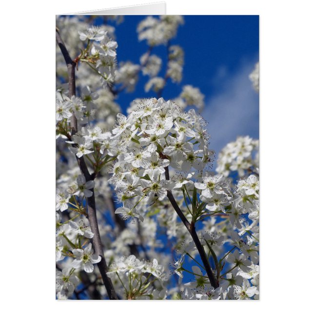 Bradford Pear Blooms (Vorne)