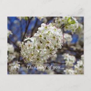 Bradford Pear Blooms denken an Sie Postkarte