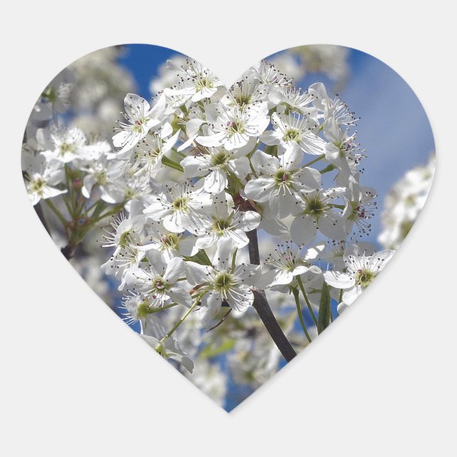 Bradford Pear Blooms Herz-Aufkleber (Vorderseite)