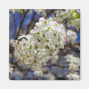 Bradford Pear Blooms Magnet