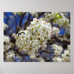 Bradford Pear Blooms Poster