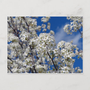 Bradford Pear Blooms Postkarte