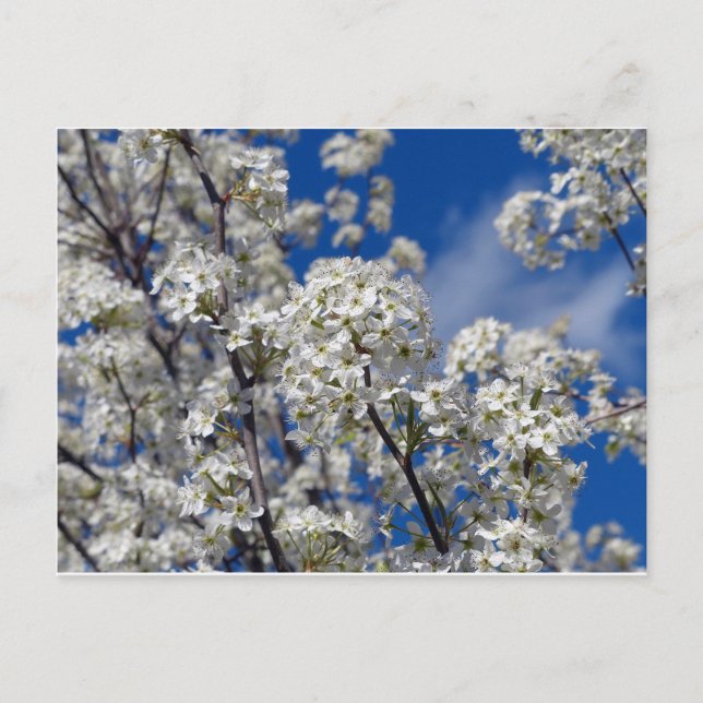 Bradford Pear Blooms Postkarte (Vorderseite)