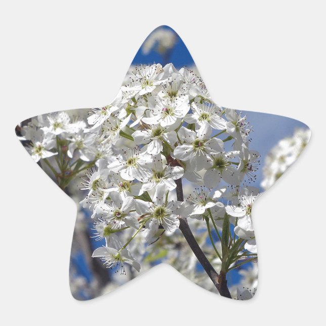 Bradford Pear Blooms Stern-Aufkleber (Vorderseite)