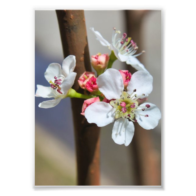 Bradford Pear blossom Fotodruck (Vorne)